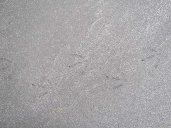 Haganesvík 1.6. 2014