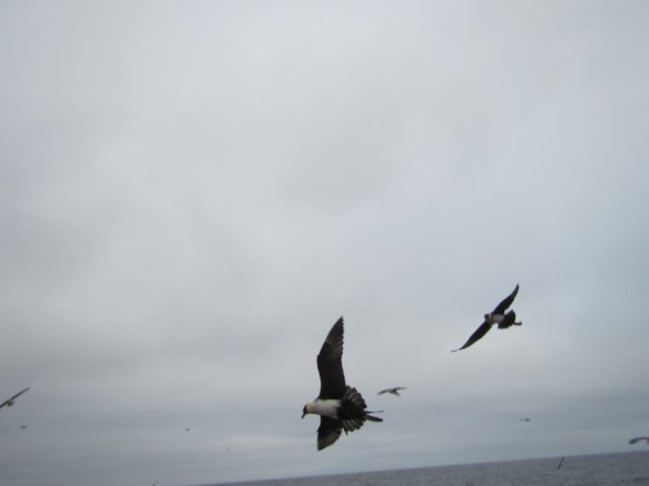 Sunnudagur 8. júní 