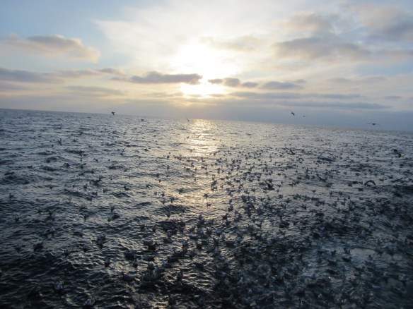 9. júní kvöldsól.