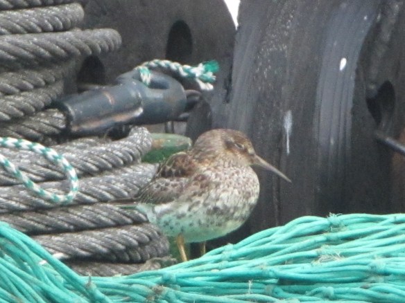 10. júní Sendlingur í hvíldarstöðu.