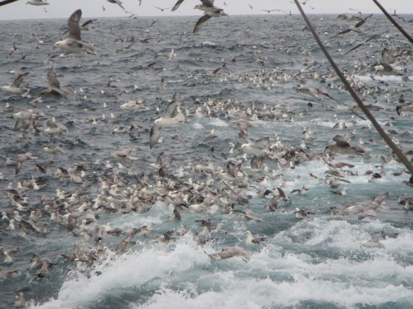 13. júní. Nóg að gera hjá múkkanum.