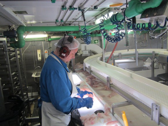 13. júní. Hin vaktin í vinnslunni.