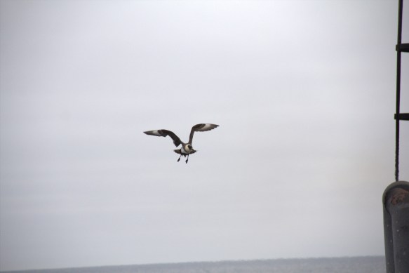 Myndir frá Trausta skipstjóra