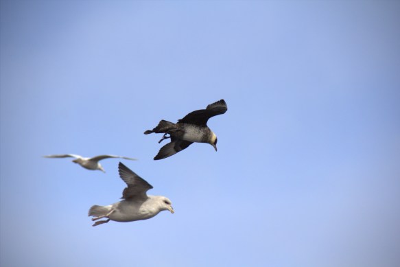 Ískjói, múkki og mávur.