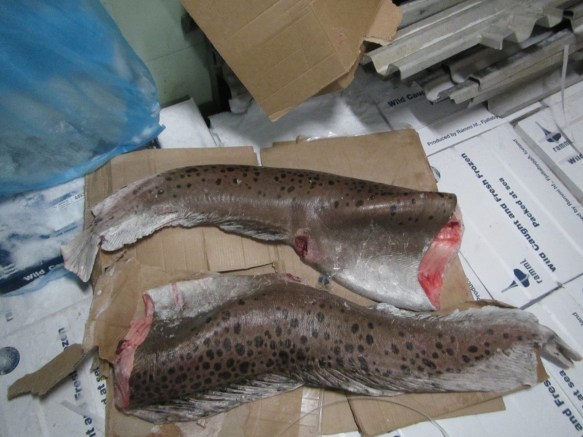 Risa stórir Hlýrar.