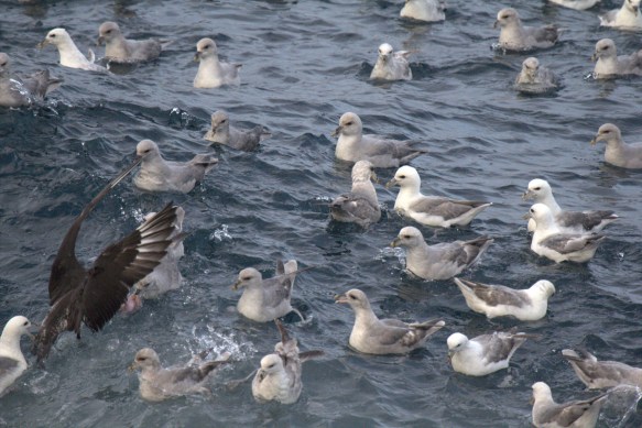 Ískjói ræðst til atlögu.