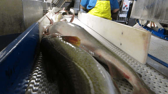 8. júní. Byrjaðir á veiðum