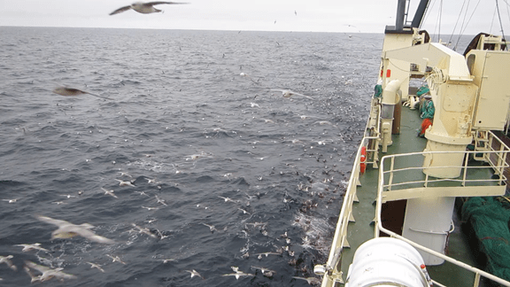 8. júní. Á toginu.