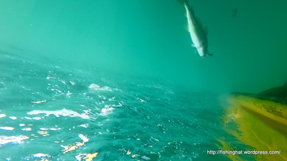 Ísak sjóstöng 2014 (16)