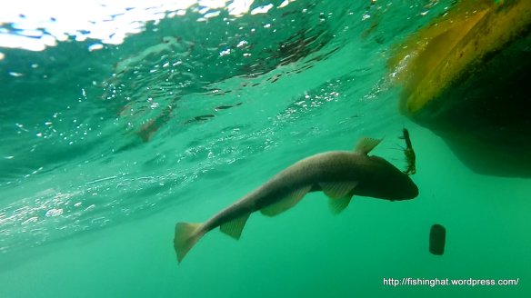 Ísak sjóstöng 2014 (17)