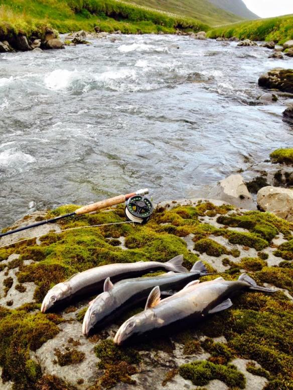 11904701_10206169702974698_1228281066504248500_n