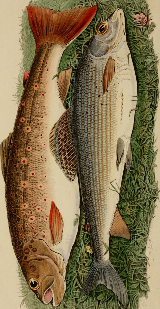 14804493853_586d722086_b