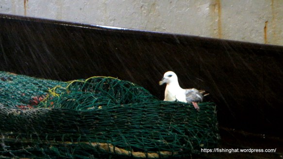 MVI_3390.MOV (0_00_35) 000196